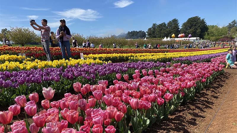 Tesselaar Tulip Festival - チューリップフェスティバル3　オーストラリア　メルボルン