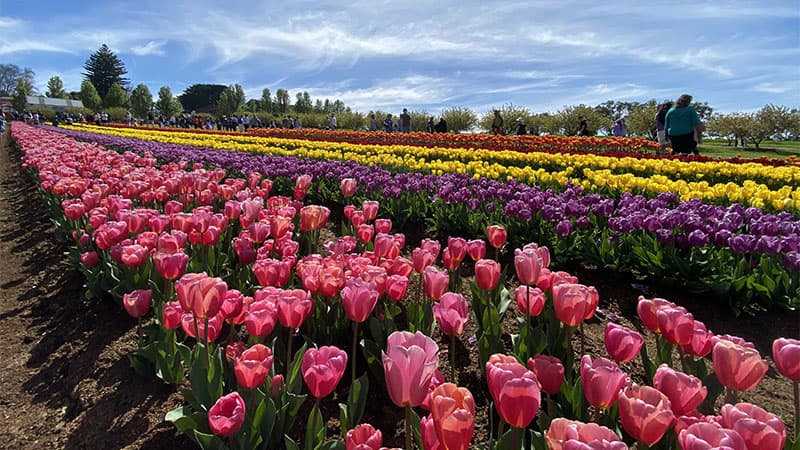 Tesselaar Tulip Festival - チューリップフェスティバル メルボルン　オーストラリア　メルボルン