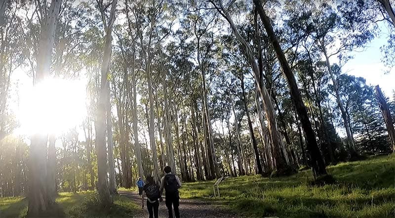 Kokoda Memorial Walk (The Thousand Steps) Mt.Dandenong 2