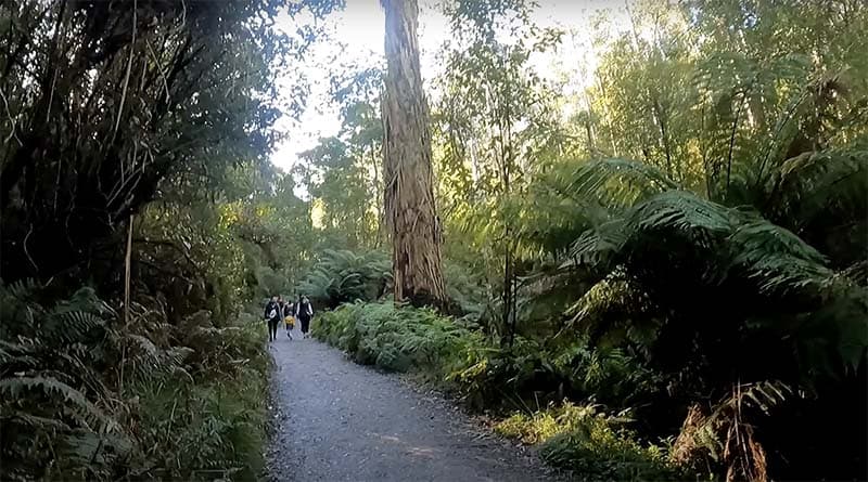 Kokoda Memorial Walk (The Thousand Steps) Mt.Dandenong 3