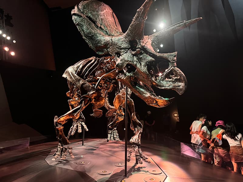 Melbourne museum - メルボルン　ミュージアム　博物館